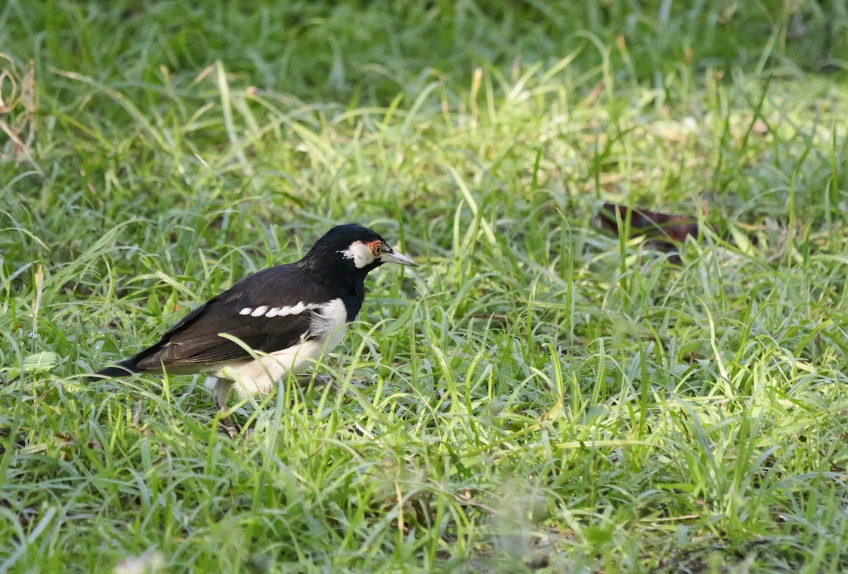 Javamaina - ML640604178