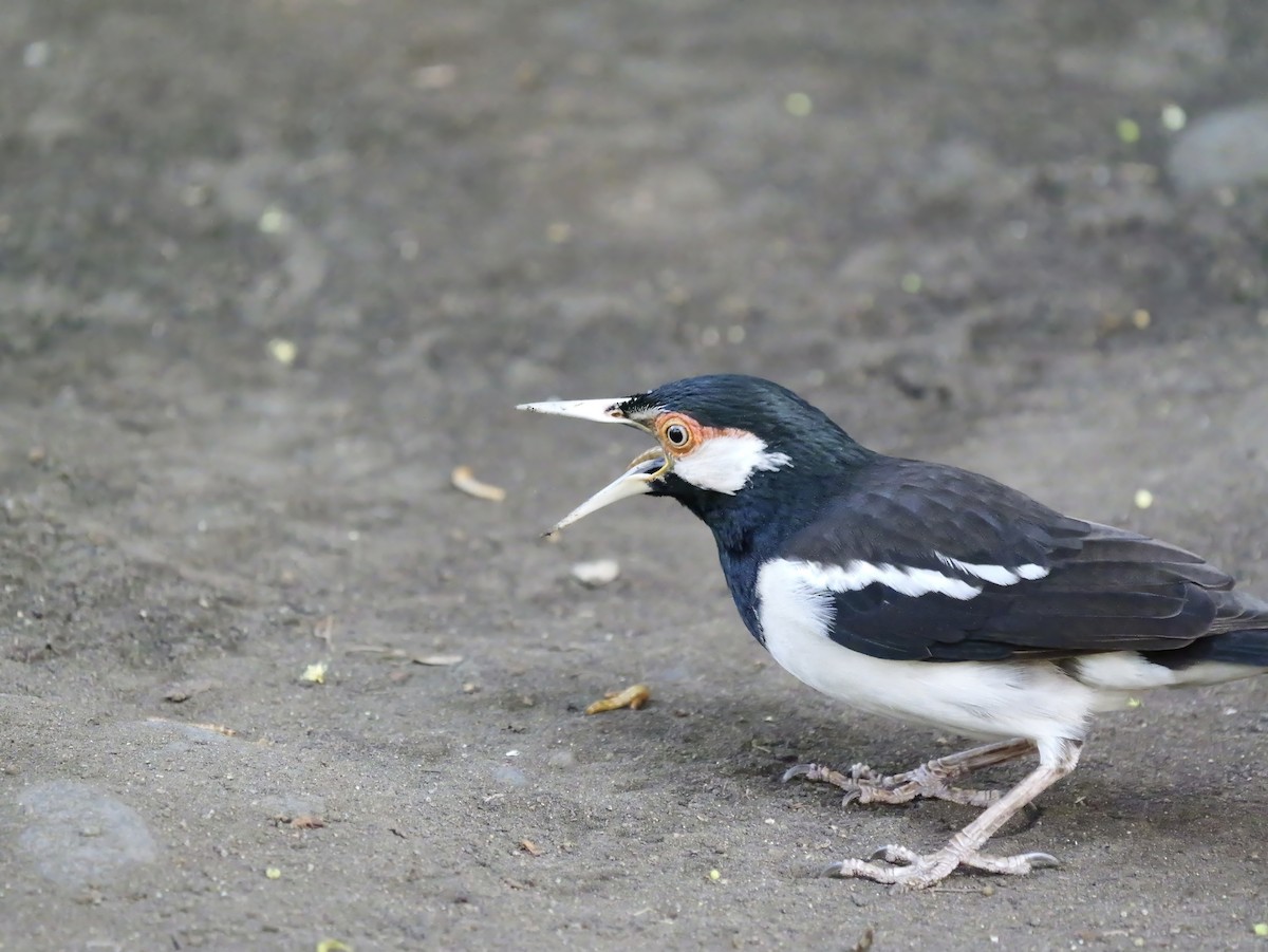 Javamaina - ML640604179