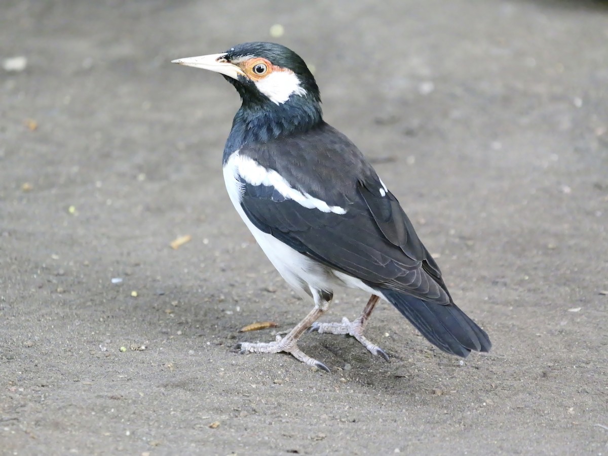 Javamaina - ML640604180