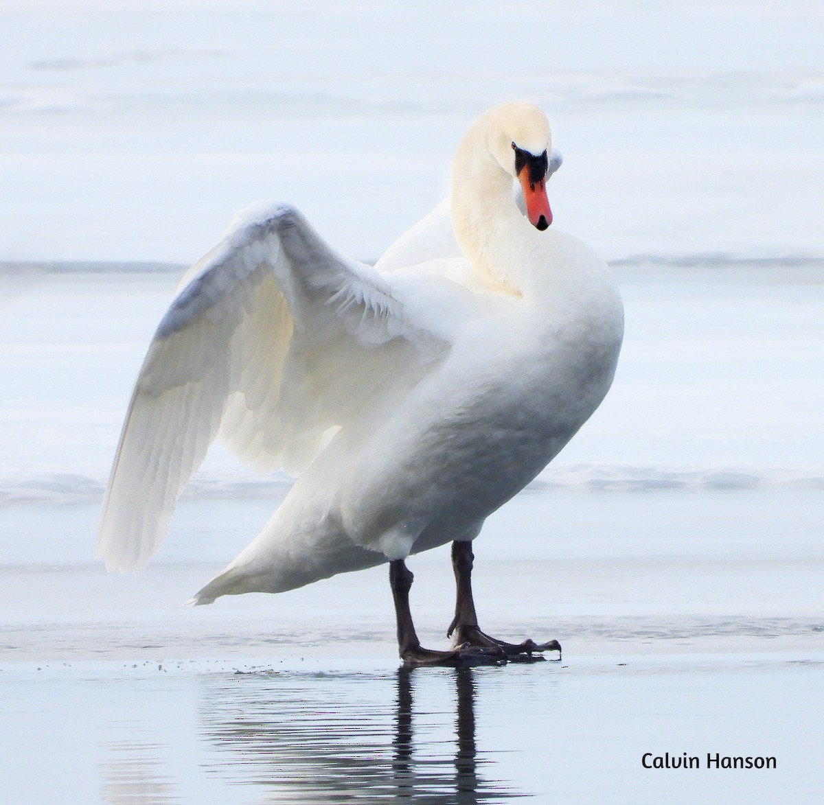 Mute Swan - ML640604222