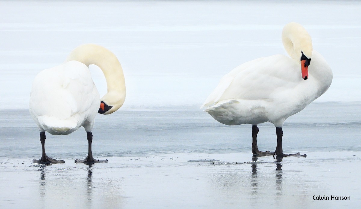 Mute Swan - ML640604236