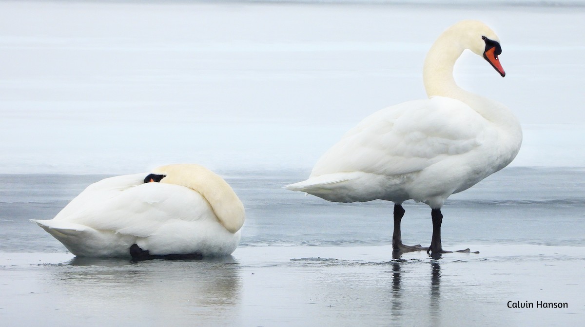 Mute Swan - ML640604239