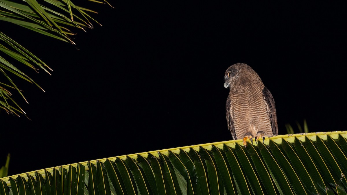 Rufous Owl - ML640604262