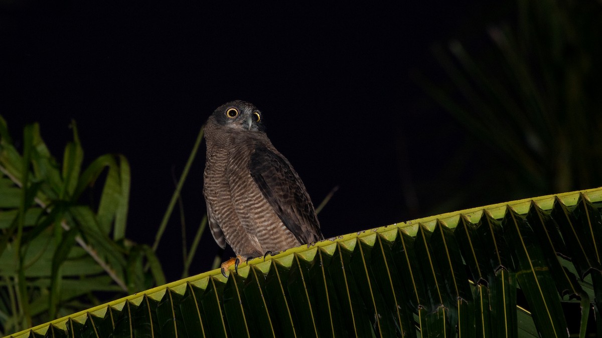 Rufous Owl - ML640604263