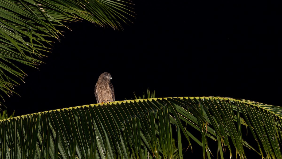 Rufous Owl - ML640604264