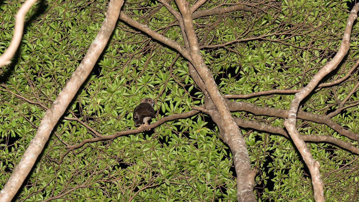 Rufous Owl - ML640604265