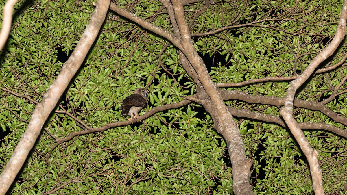 Rufous Owl - ML640604266