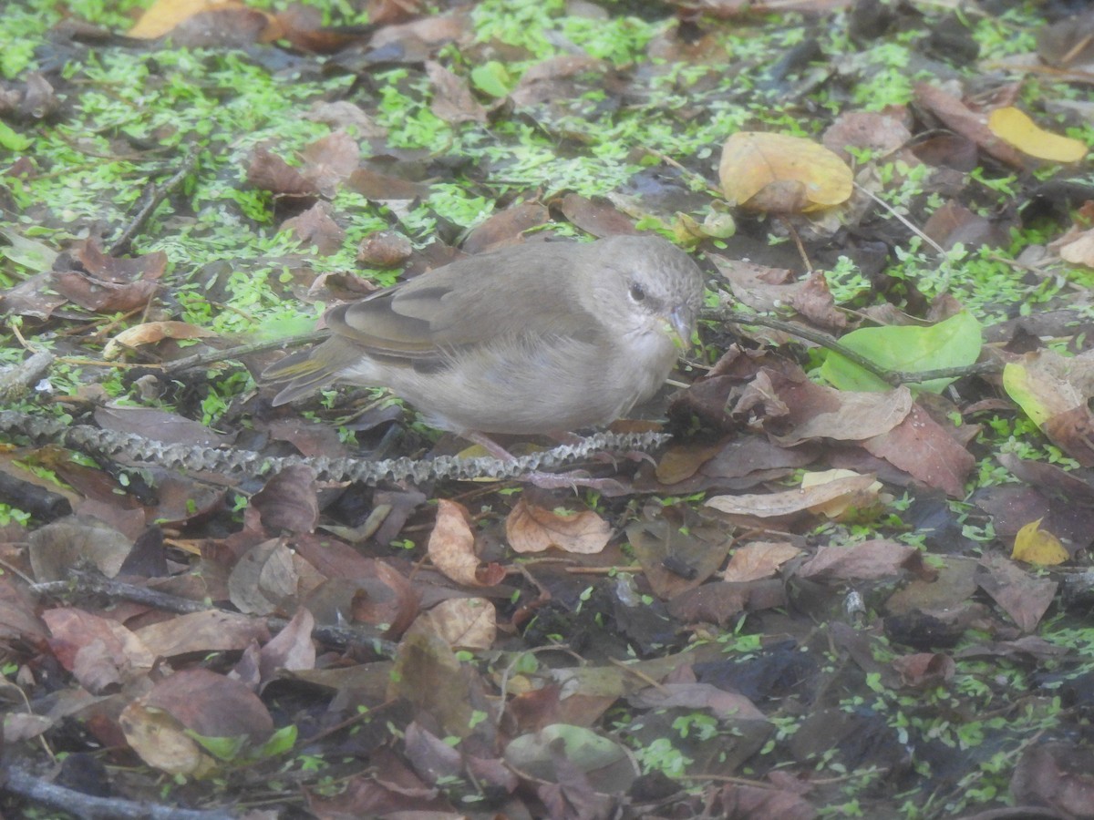 Orange-fronted Yellow-Finch - ML640604271