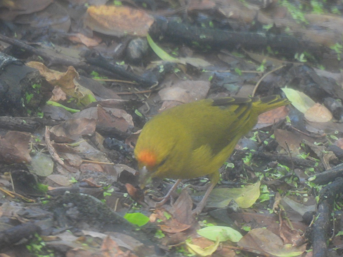 Orange-fronted Yellow-Finch - ML640604272