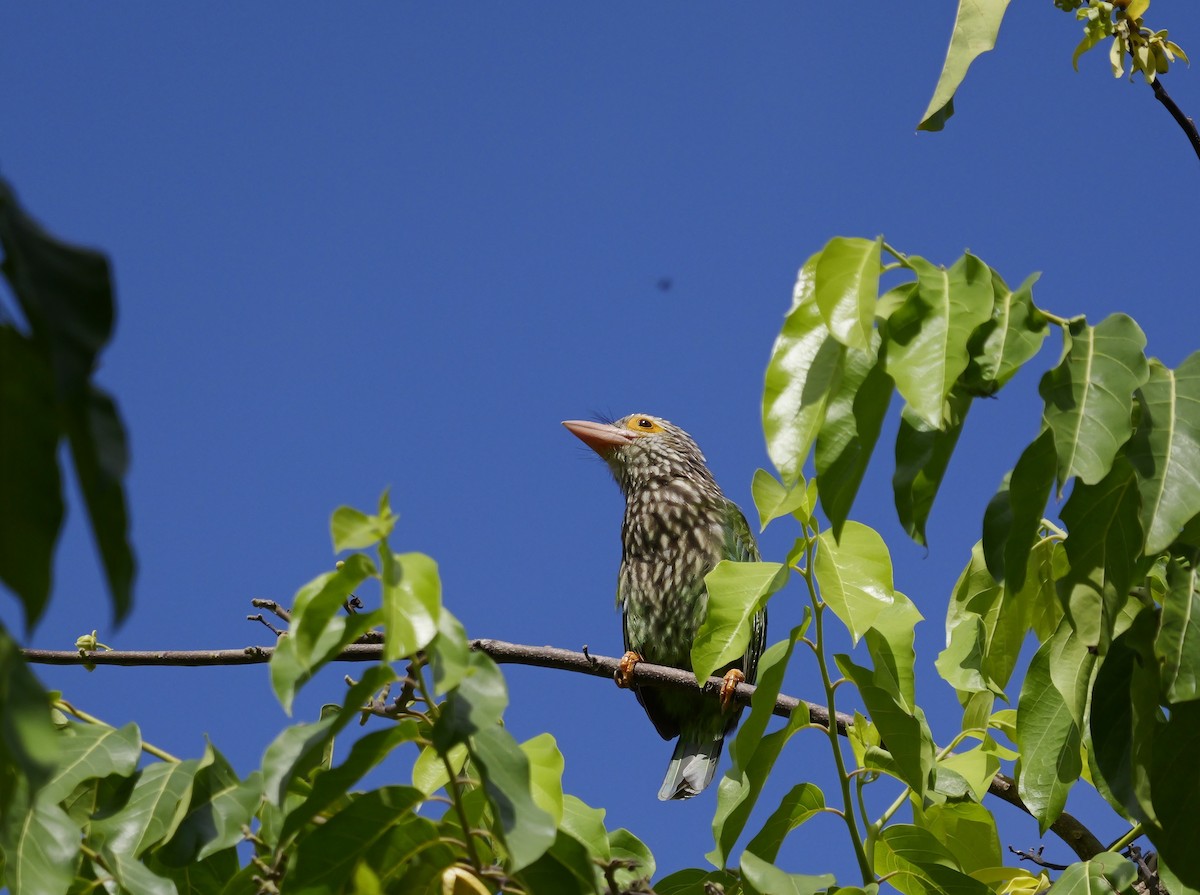 Streifenbartvogel - ML640604294