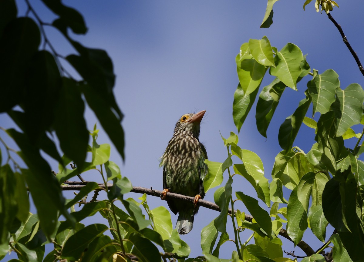 Streifenbartvogel - ML640604295