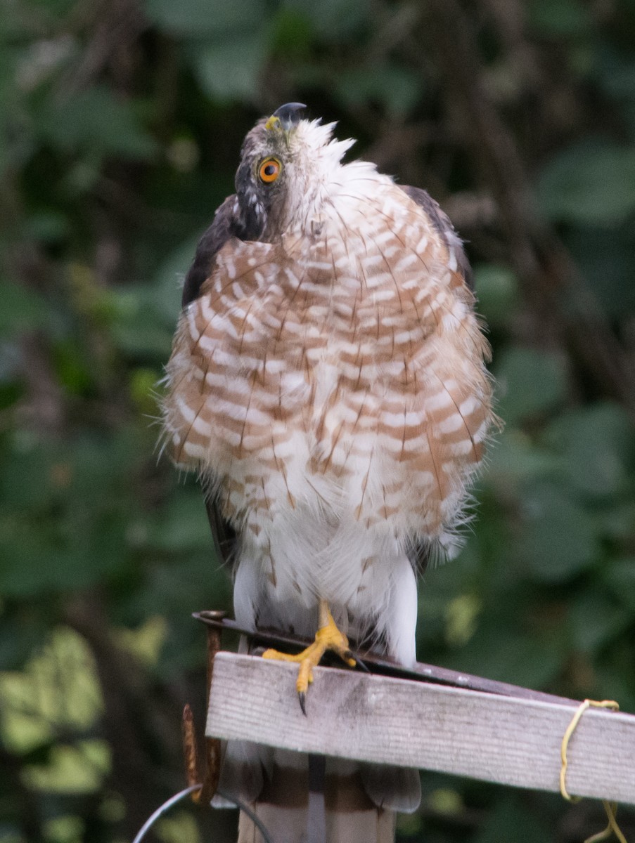 Sharp-shinned Hawk (Northern) - ML640604333