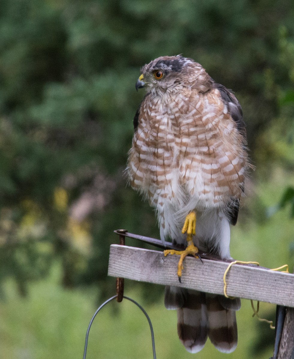 Sharp-shinned Hawk (Northern) - ML640604334
