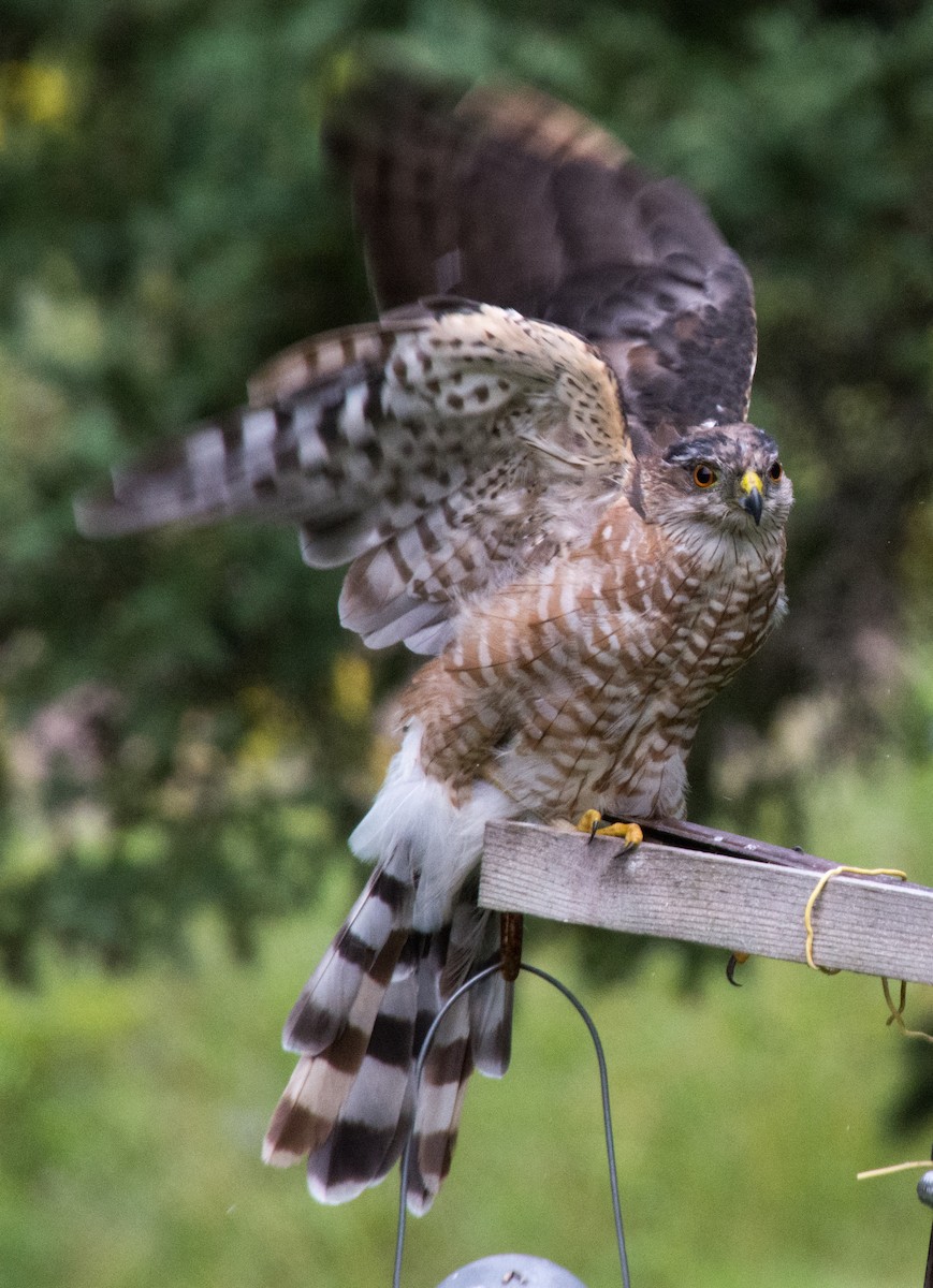 Sharp-shinned Hawk (Northern) - ML640604335