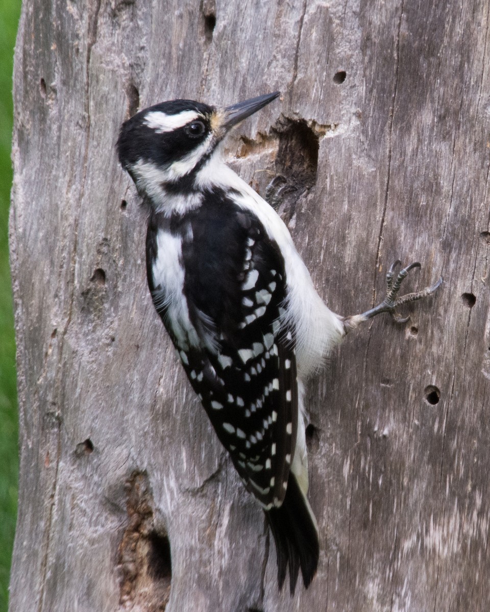 Hairy Woodpecker (Eastern) - ML640604346