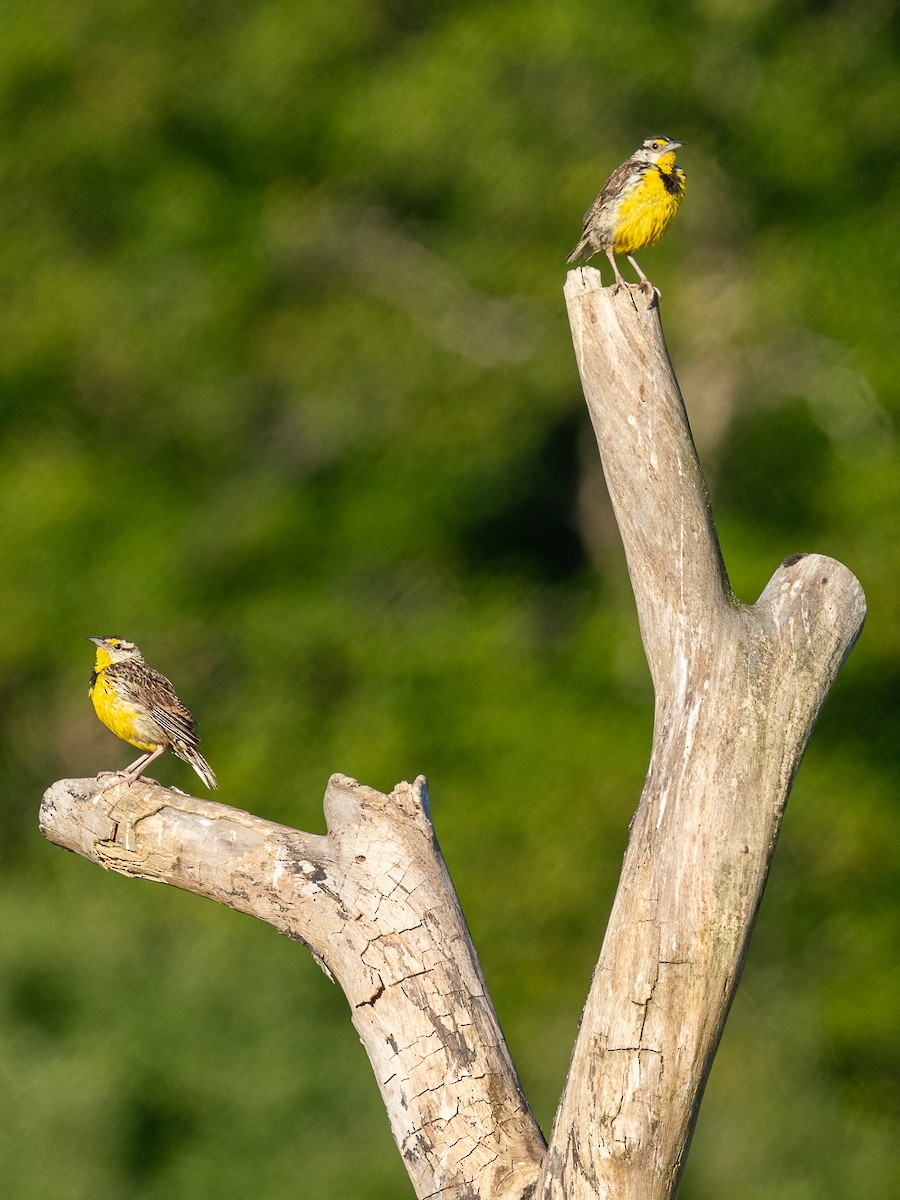 Eastern Meadowlark - ML640604353