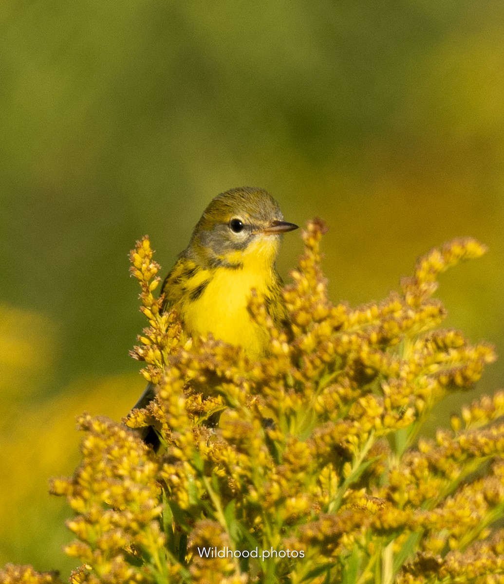 Prairie Warbler - ML640604361