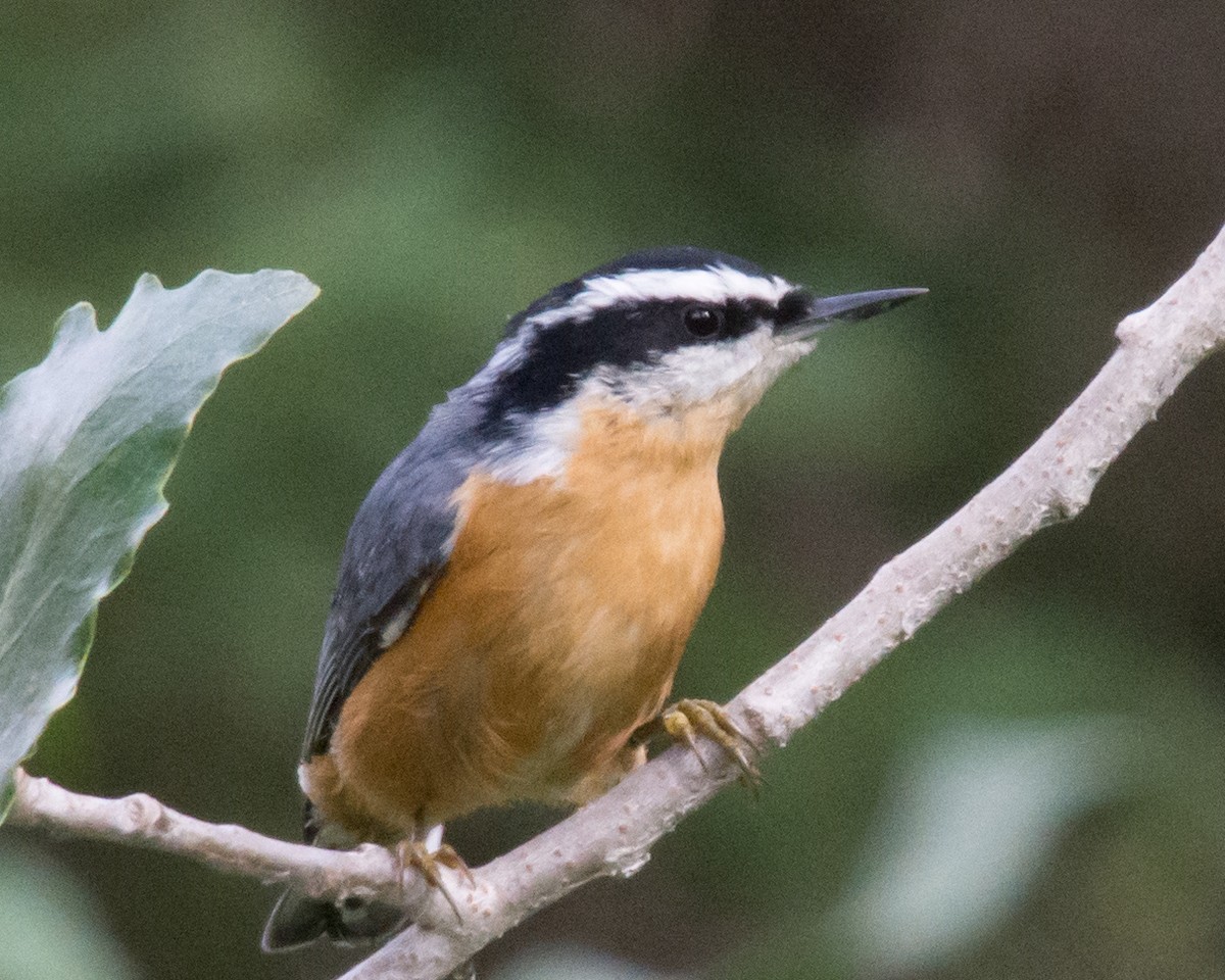 Red-breasted Nuthatch - ML640604365
