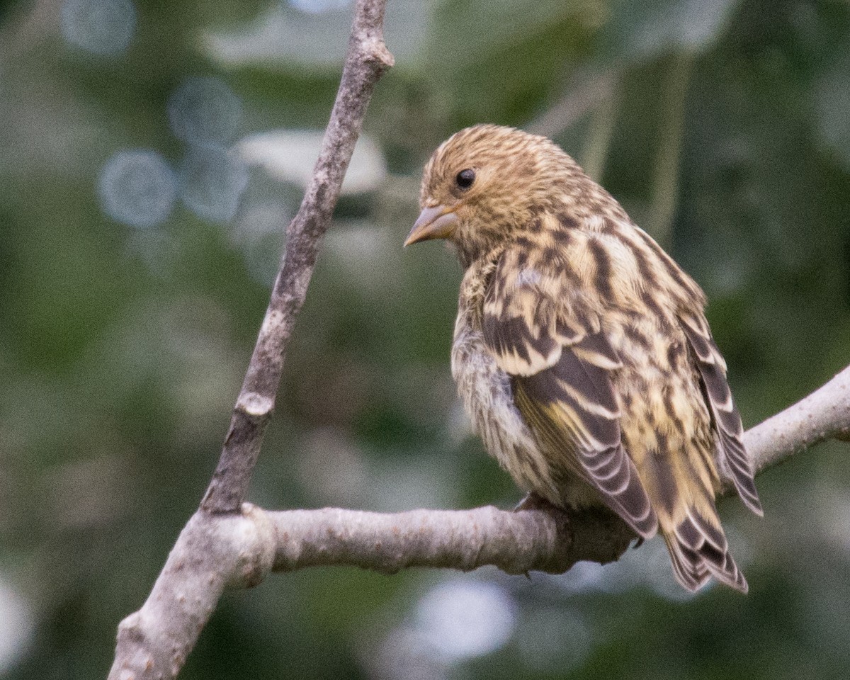 Pine Siskin - ML640604375