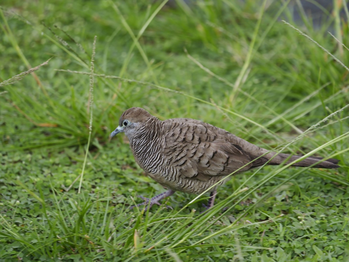 Sperbertäubchen - ML640604415