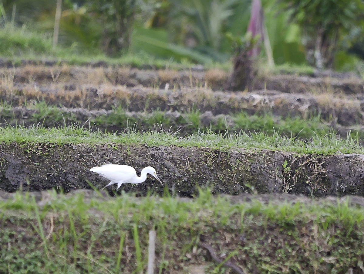 Seidenreiher - ML640604416