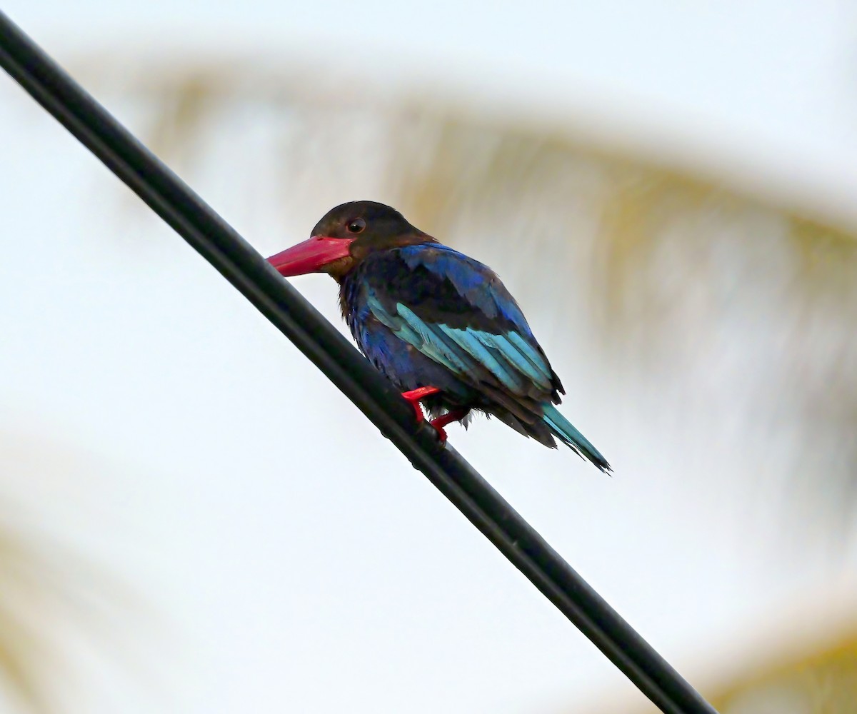 Javaliest - ML640604419