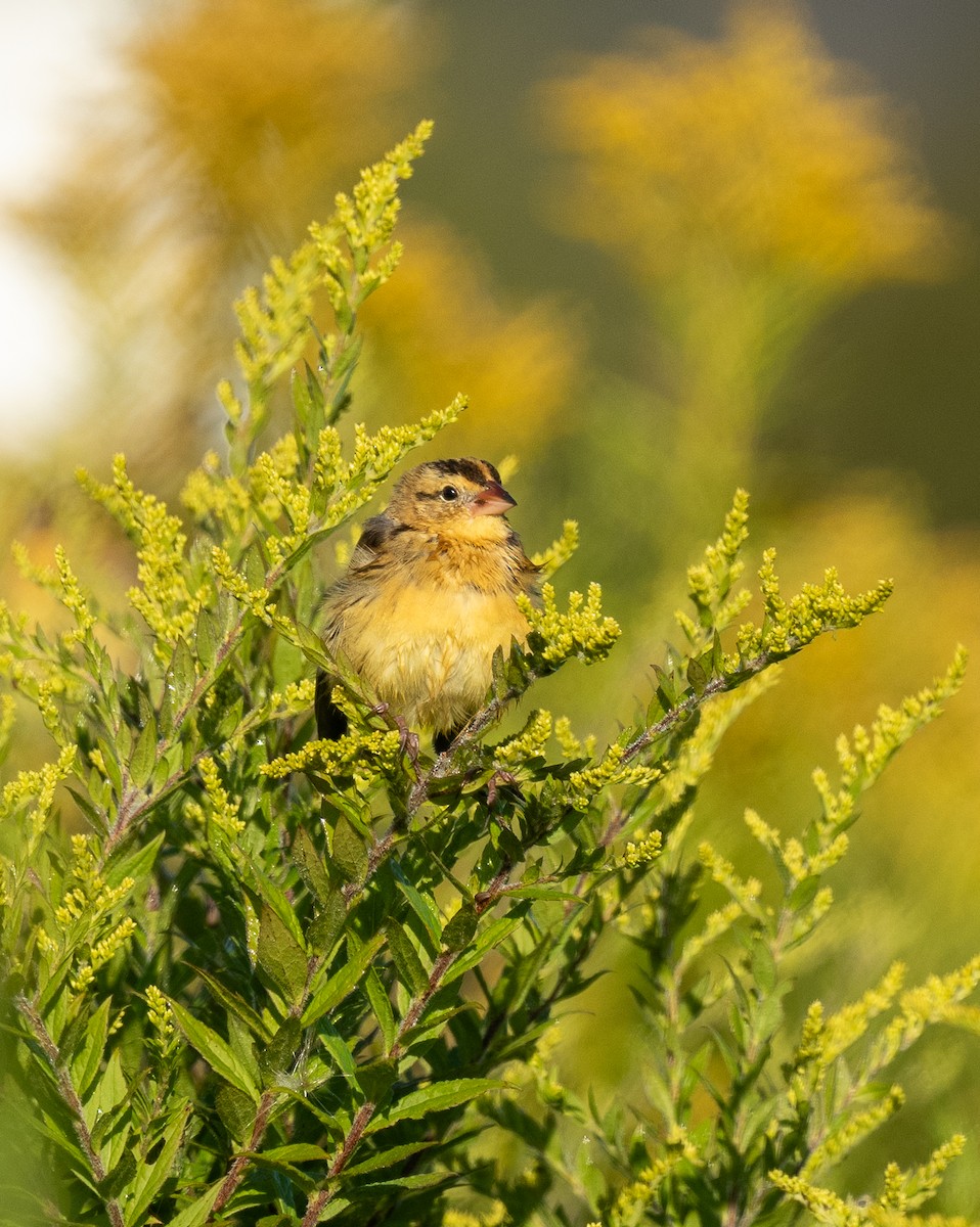 Bobolink - ML640604425