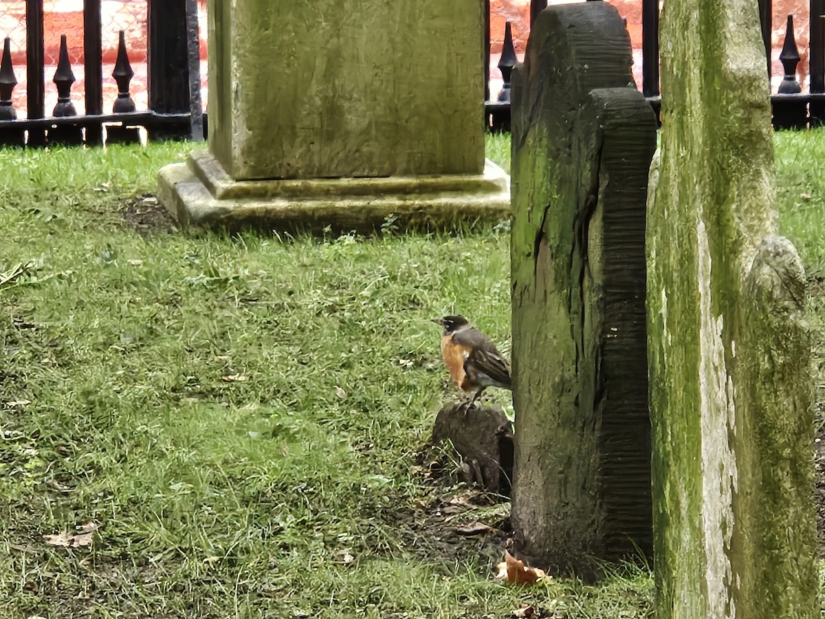 American Robin - ML640604440