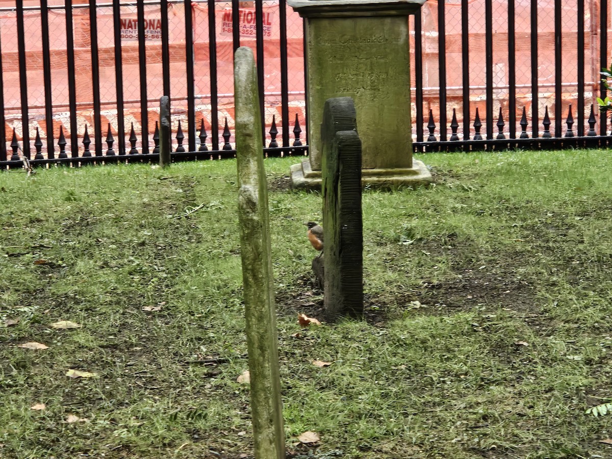 American Robin - ML640604441
