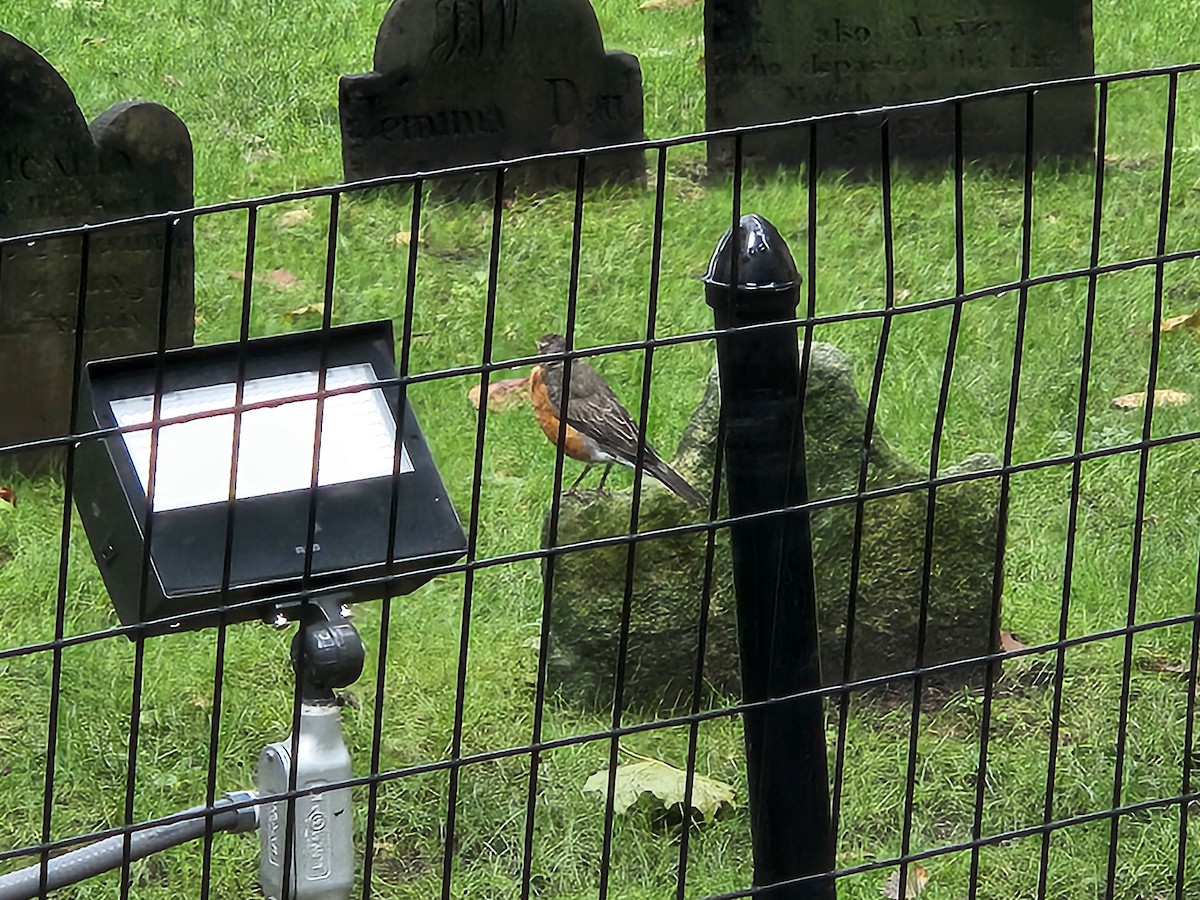American Robin - ML640604442