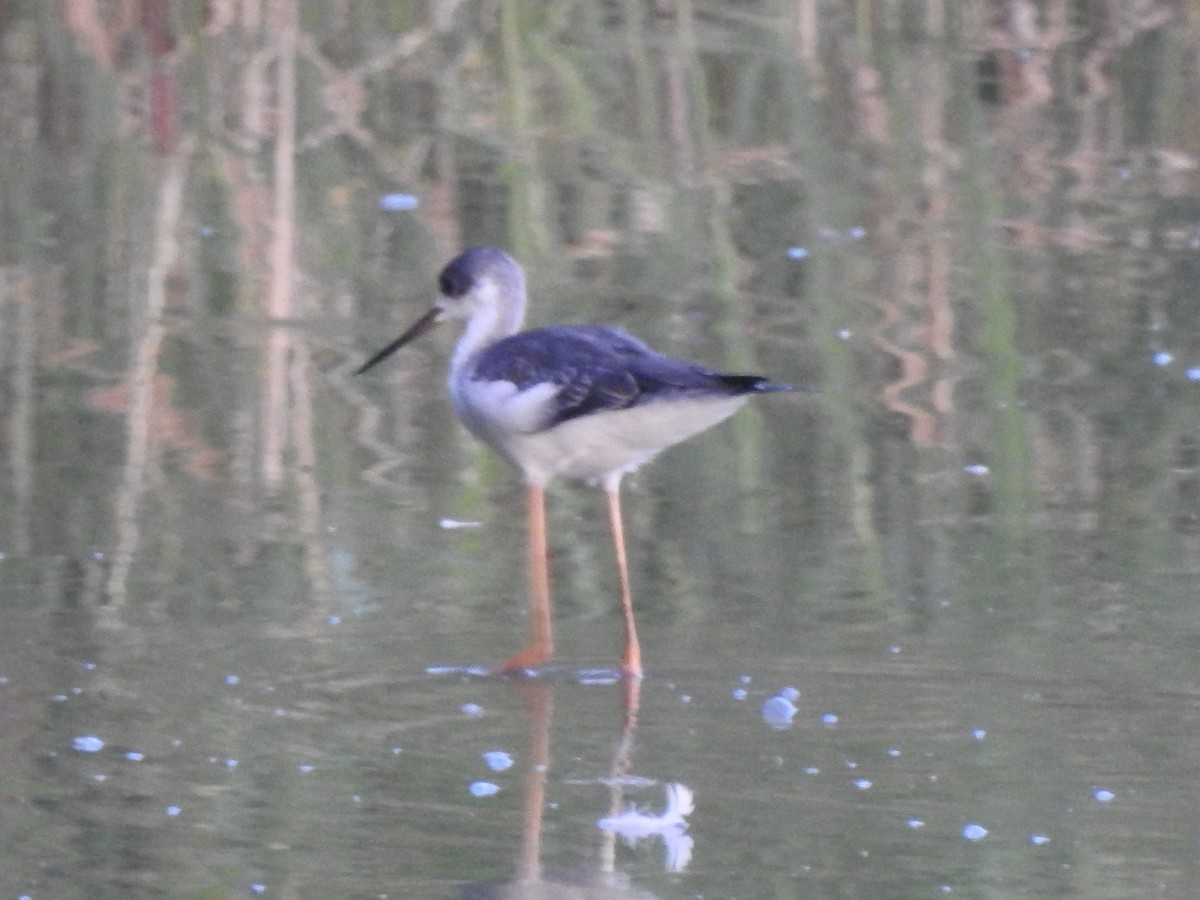 תמירון - ML640604463