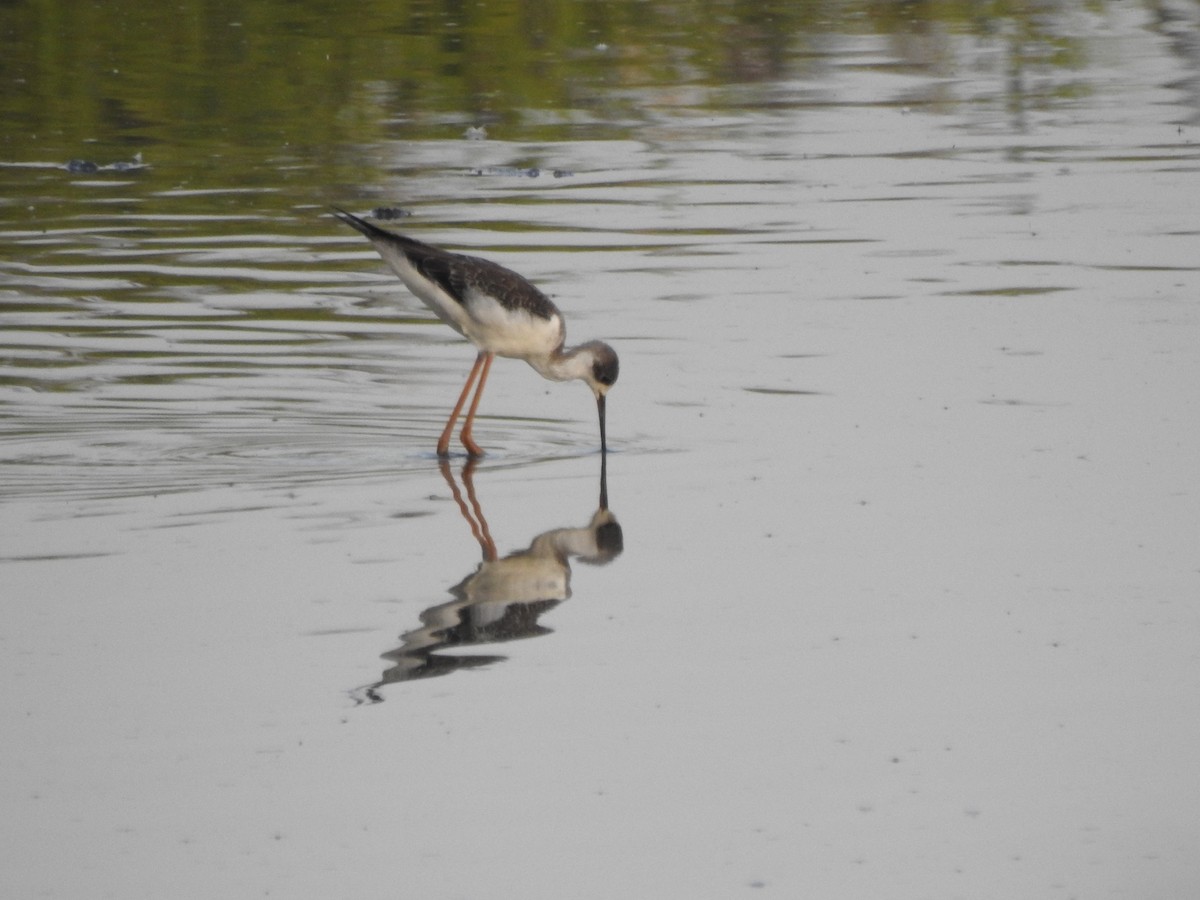 תמירון - ML640604464