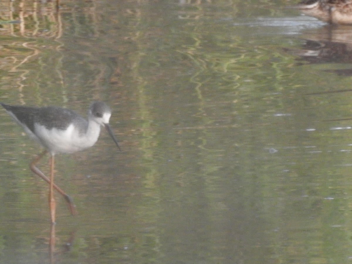 תמירון - ML640604465