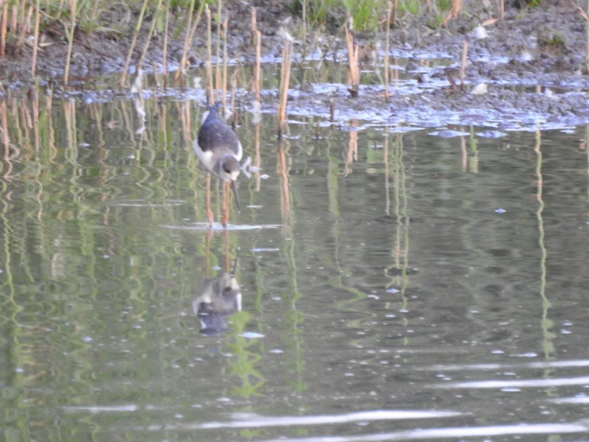 תמירון - ML640604466