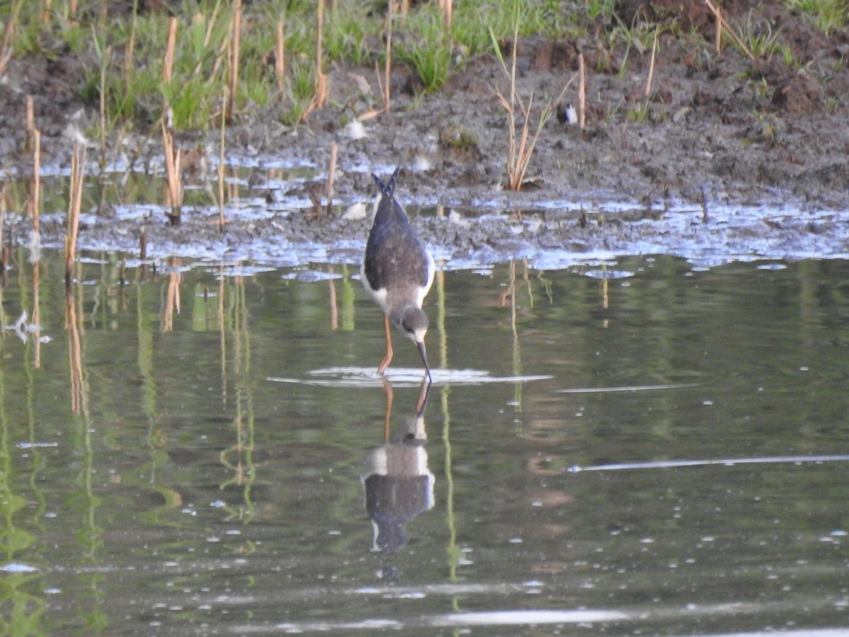 תמירון - ML640604467