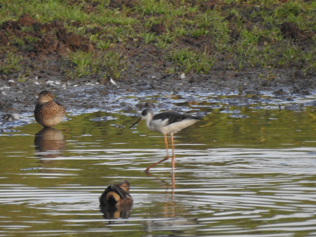 תמירון - ML640604468