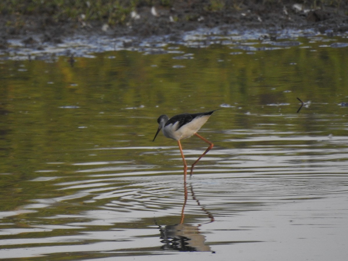 תמירון - ML640604469