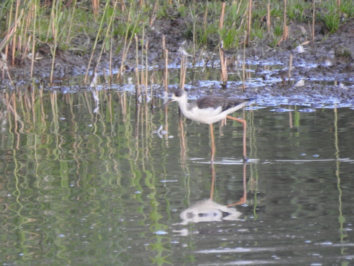 תמירון - ML640604470