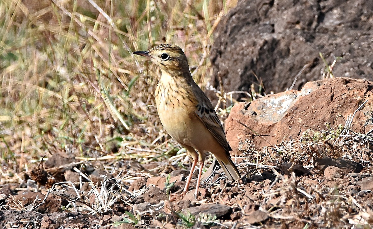 Blyth's Pipit - ML640604697
