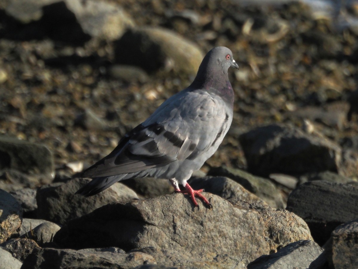 Rock Pigeon (Feral Pigeon) - ML640604752