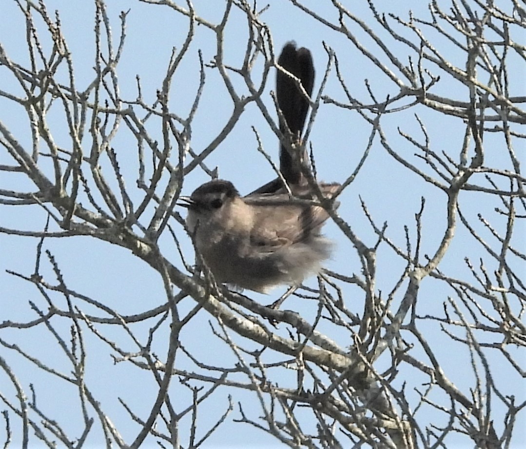 Gray Catbird - ML640604757