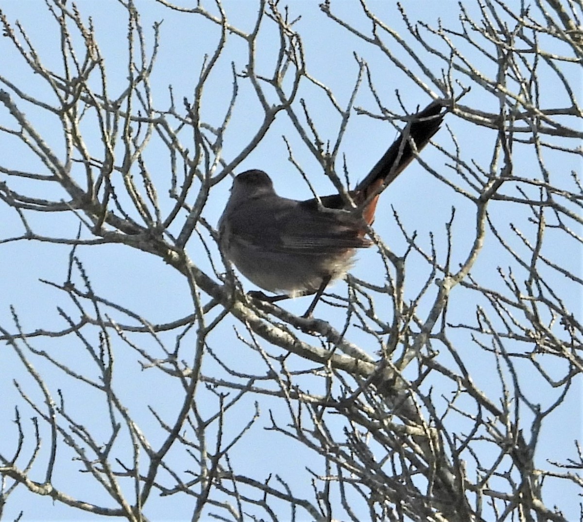 Gray Catbird - ML640604758