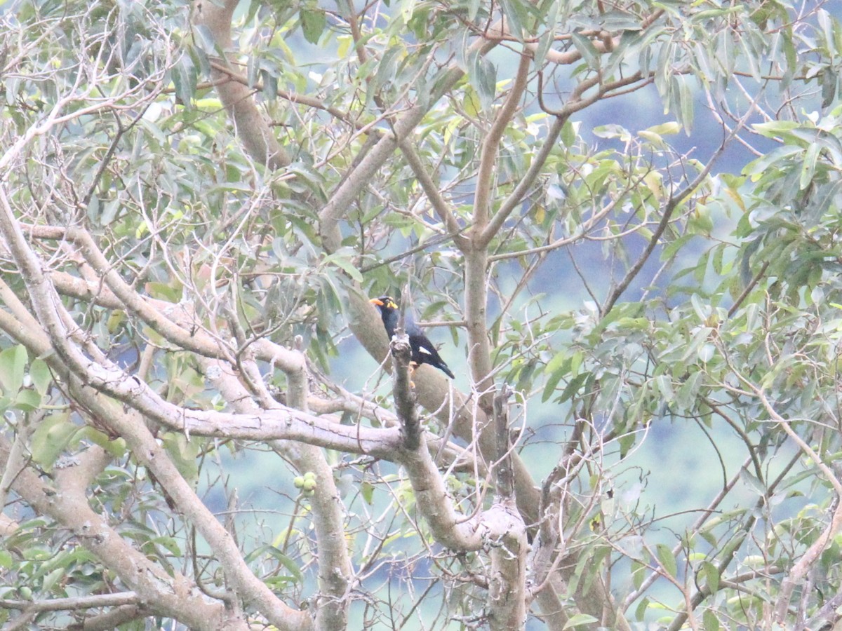 Southern Hill Myna - ML640604764