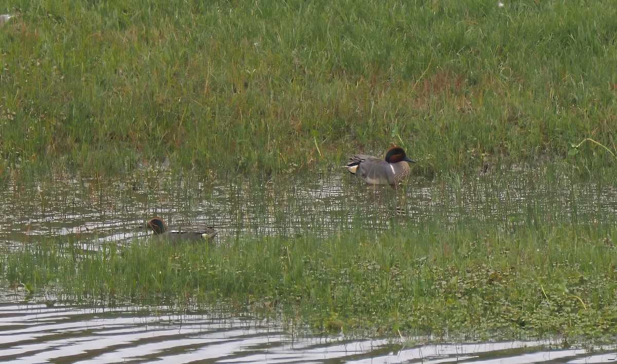 čírka obecná (ssp. carolinensis) - ML640604793