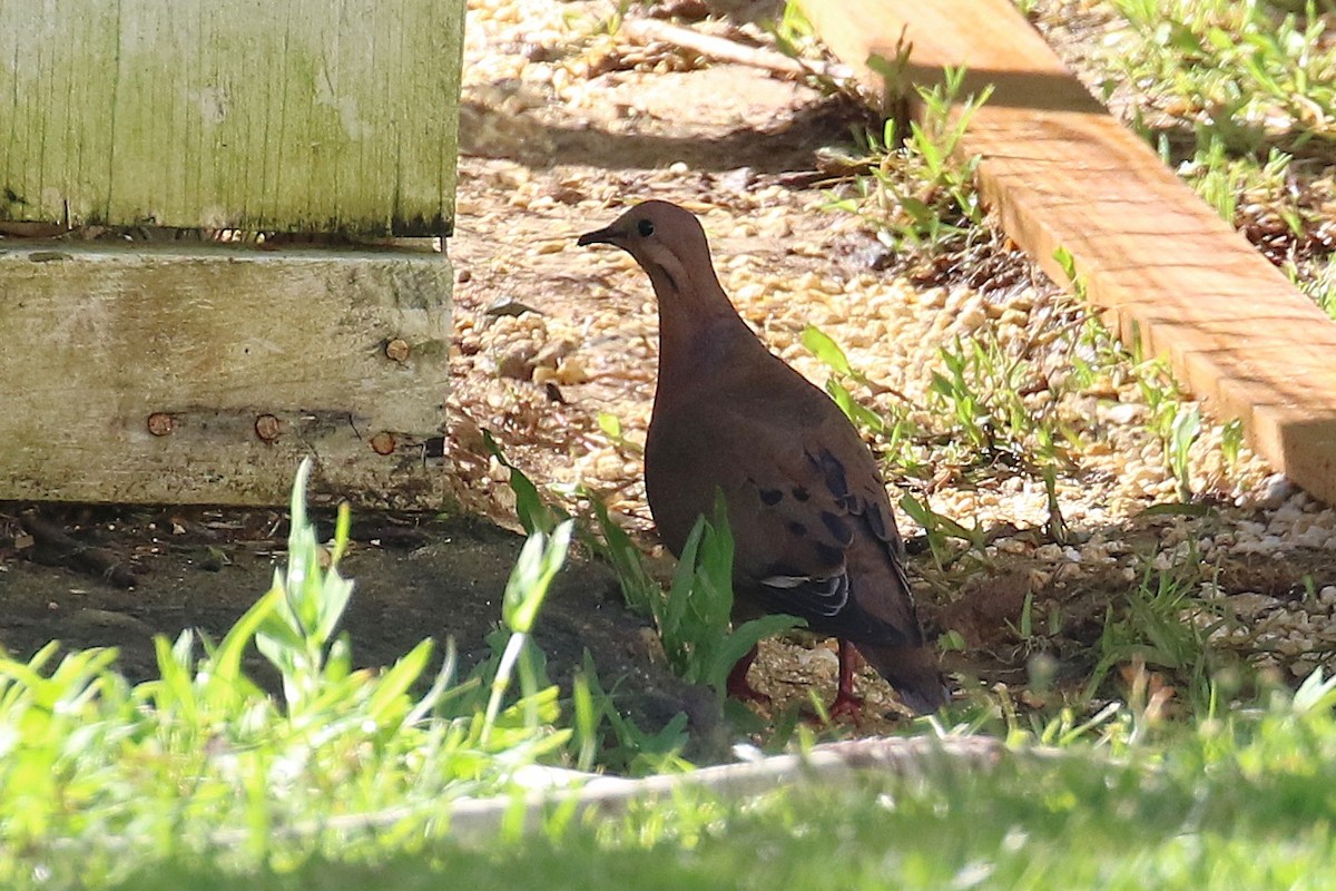 Zenaida Dove - ML640604809