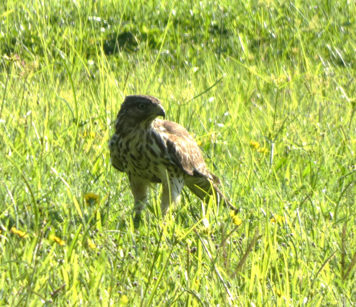 Red-shouldered Hawk - ML640604819