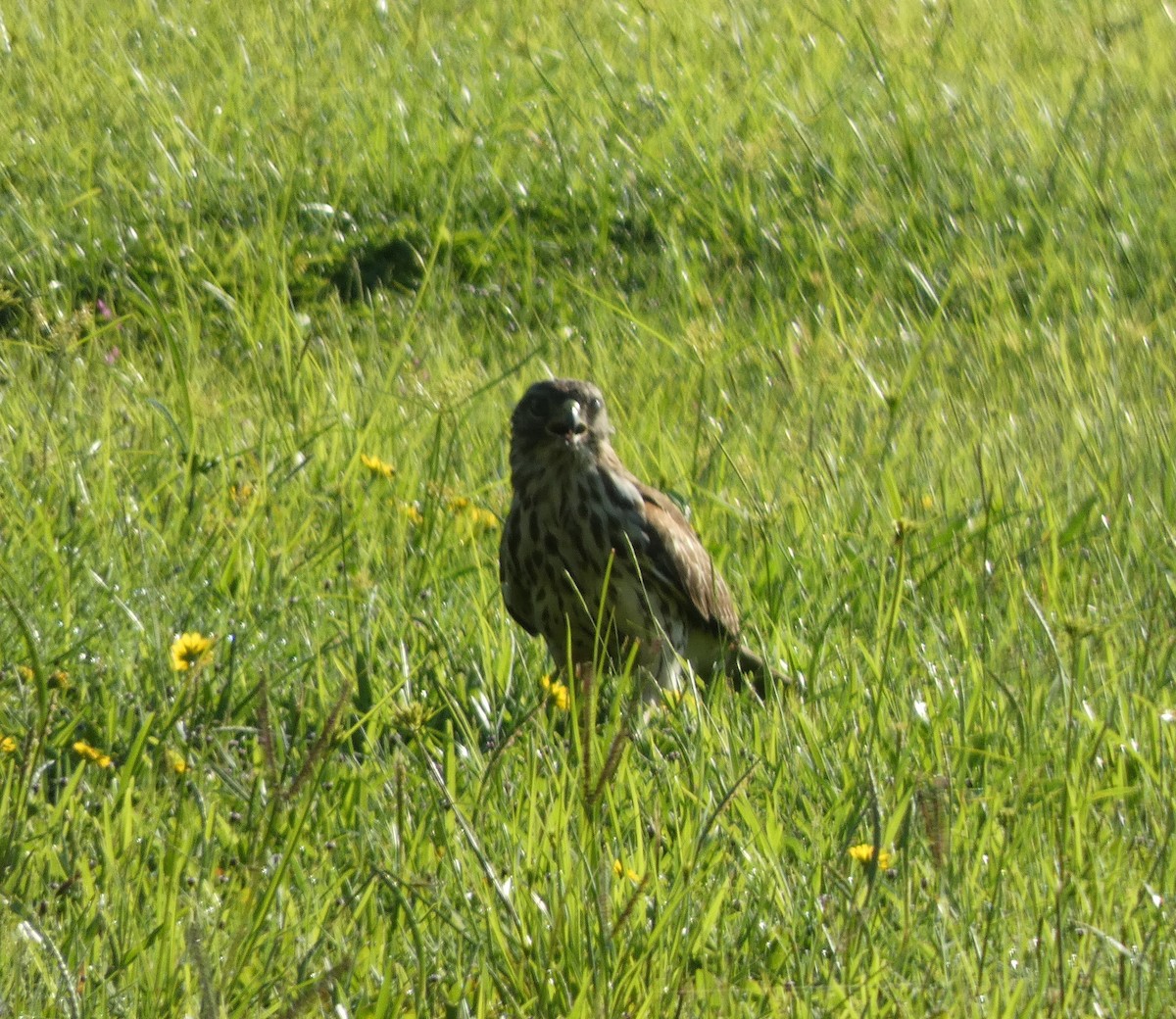 Red-shouldered Hawk - ML640604820