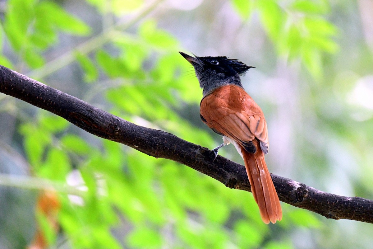 Indian Paradise-Flycatcher - ML640604831