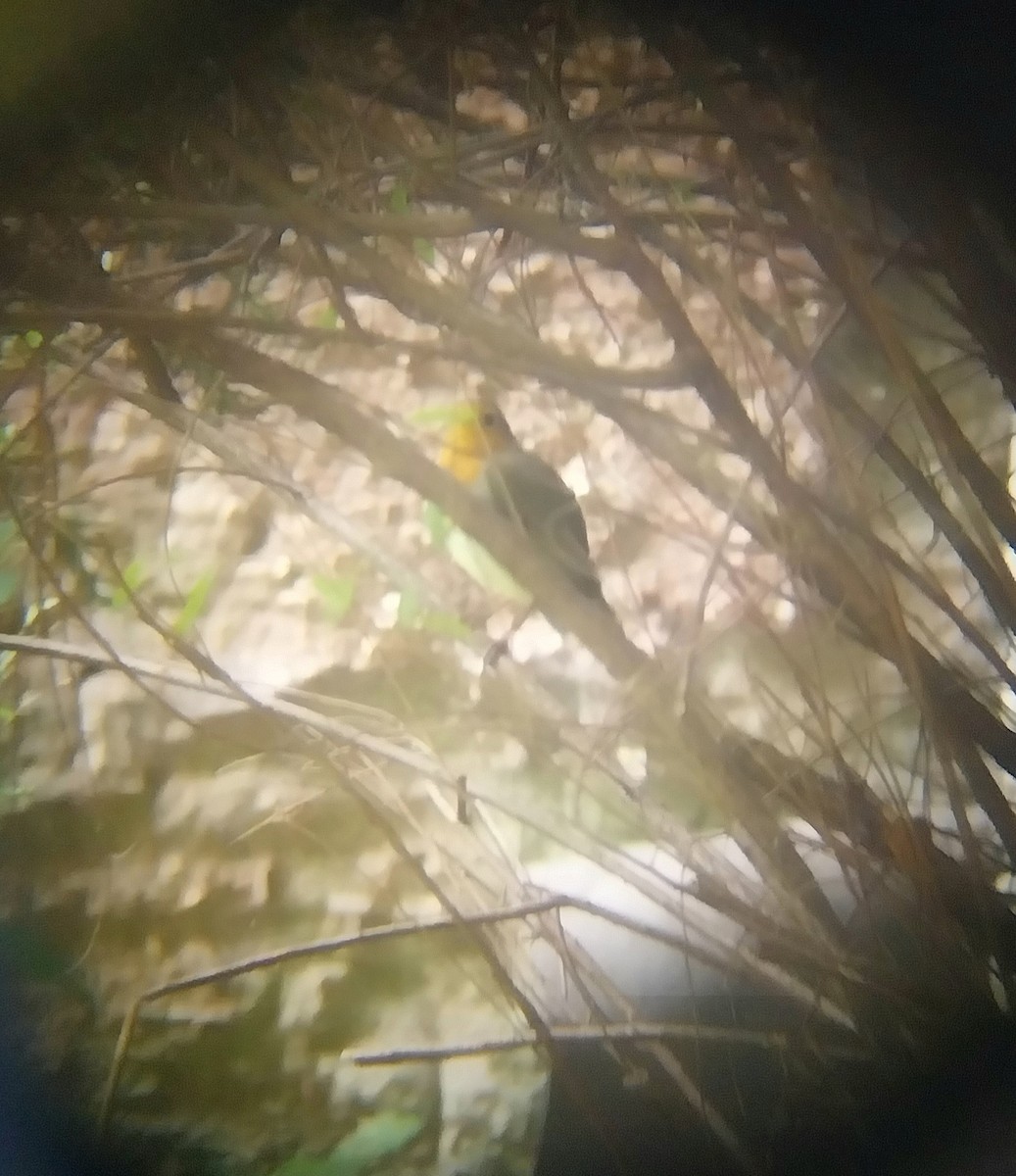 European Robin - ML640604840