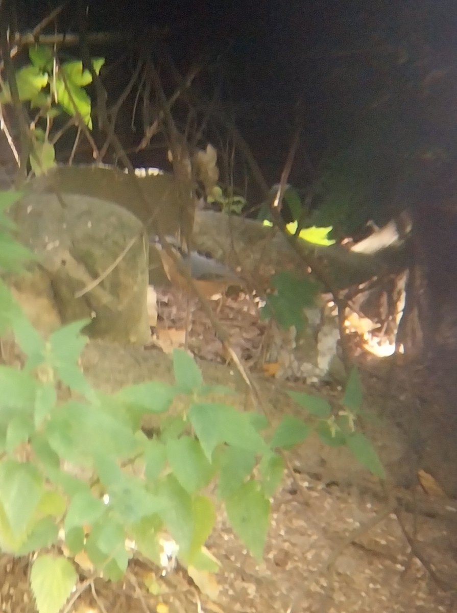 Eurasian Nuthatch - ML640604845